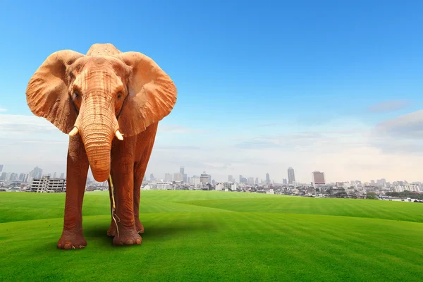 Elephant walking in grass field with cityscape background — Stock Photo, Image