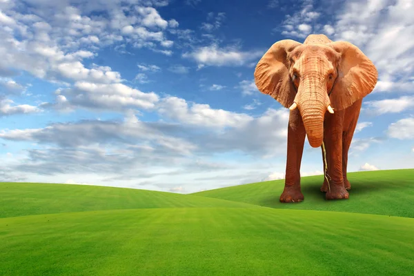 Single elephant walking in grass field — Stock Photo, Image