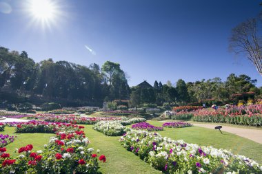 Çiçek Bahçesi, doi tung, chiang rai, Tayland