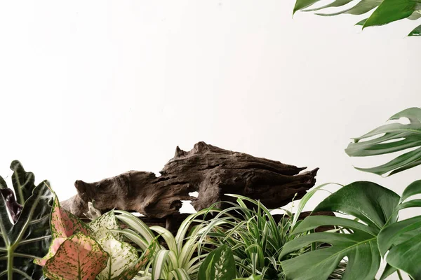 Подиум Деревянной Продукции Природой Листья Декоративного Растения — стоковое фото
