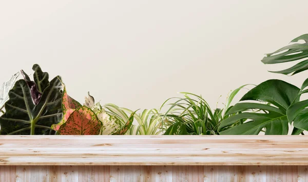 Plateau Bois Produit Affichage Podium Avec Nature Feuilles Vertes Plantes — Photo