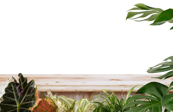 Деревянный Стол Верхней Дисплей Продукта Природой Зеленые Листья Декоративные Растения — стоковое фото