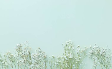 Yeşil pastel arka planda çikila çiçekleri, minimalizm, bahar çiçekleri konsepti, düzlük, üst manzara, kopyalama alanı