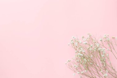 Pembe pastel arka planda çikila çiçekleri, minimalizm, bahar çiçekleri konsepti, düzlük, üst manzara, kopyalama alanı