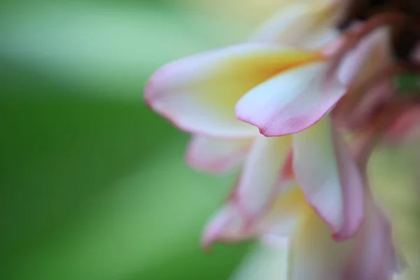 Rosa Vit Plumeria Blomma Med Grön Natur Bakgrund Färgglada Våren — Stockfoto