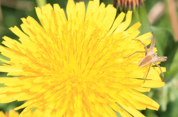 Spider on a dandelion. — Stock Photo, Image