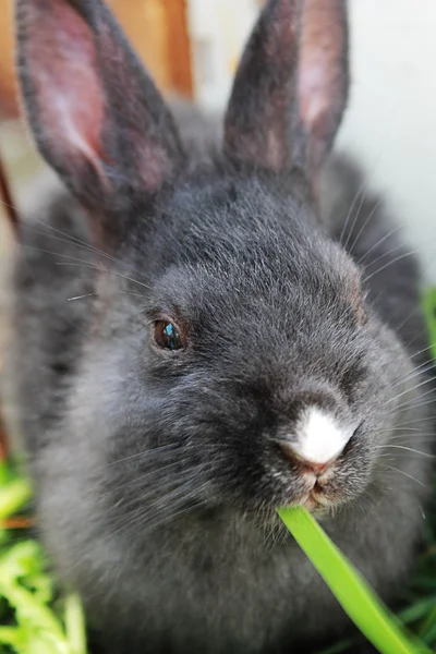 Kaninchen fressen Gras. — Stockfoto