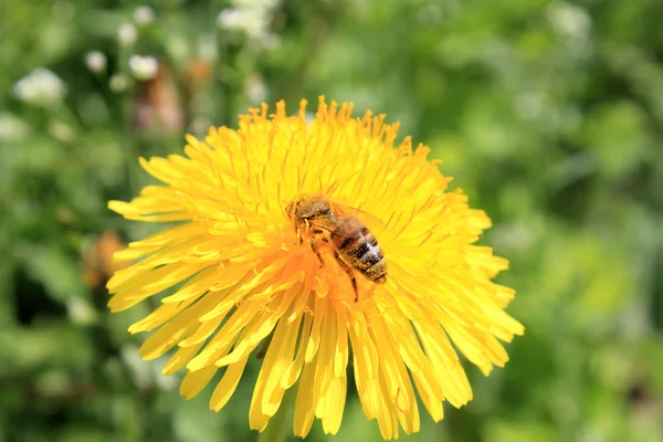 A bee on a dandelion. — Stock Photo, Image