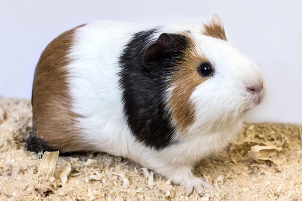 Guinea pig chips. — Stock Photo, Image