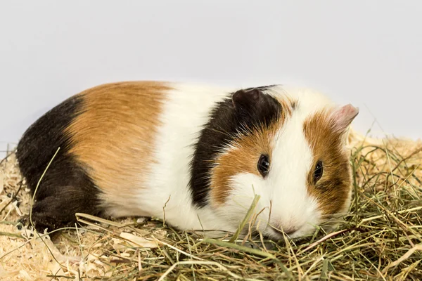 Cavia en hooi. — Stockfoto