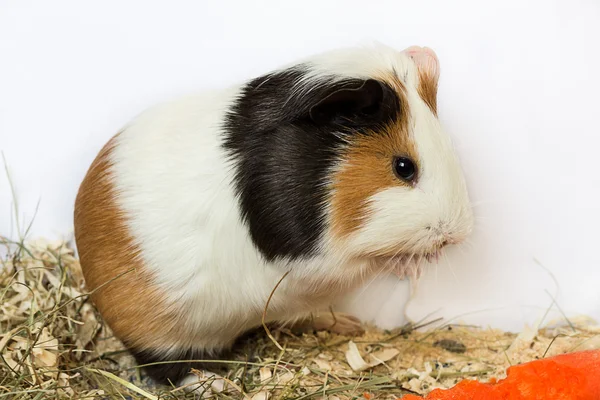 Guinea pig washes . — Stock Photo, Image