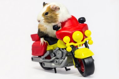 kobay bir motosiklet.