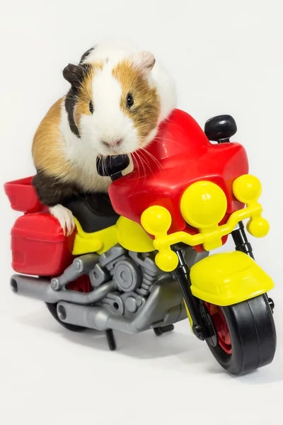 Rodent on a motorcycle. — Stock Photo, Image