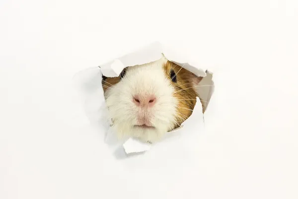 El roedor se comió un agujero en un papel . —  Fotos de Stock
