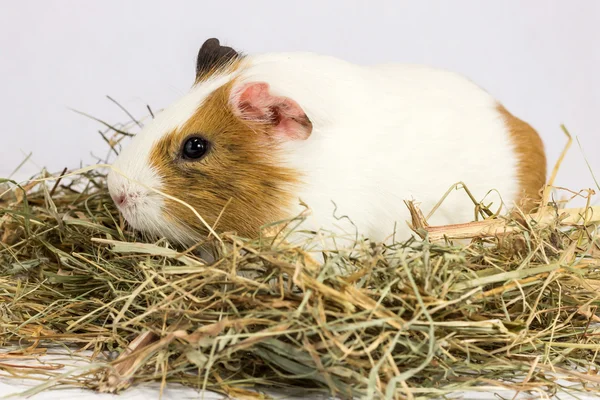 Rodent in the hay. — Stock Photo, Image