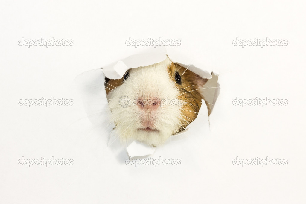 Rodent ate a hole in a paper.