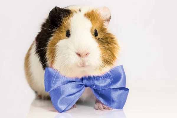 Cerdo de Guinea con corbata azul . —  Fotos de Stock