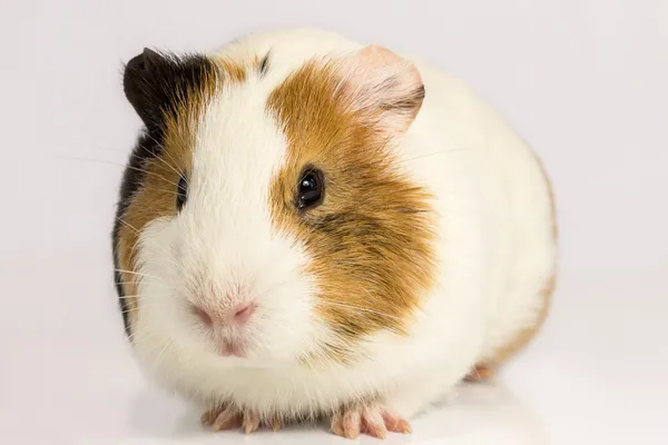 On a white background Guinea pig. — Stock Photo, Image