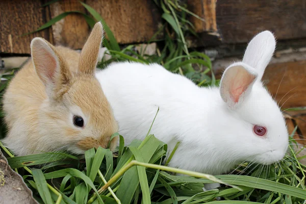 На траве два кролика  . — стоковое фото