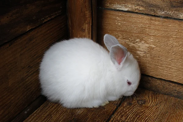 Little rabbit cornered. — Stock Photo, Image