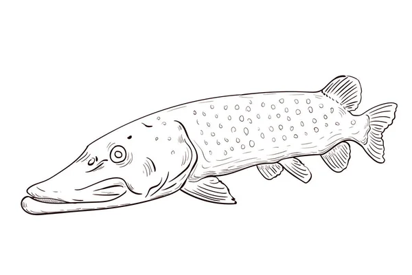 Pike Fish Northern Pike Esox Lucius Γλυκού Νερού Διανυσματικό Σκίτσο — Διανυσματικό Αρχείο