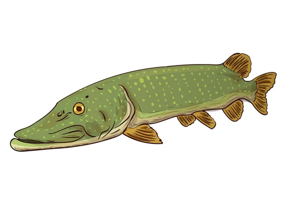 パイクフィッシュ ノーザン パイク 英語版 淡水魚 白い背景に隔離された魚のベクトルスケッチ — ストックベクタ