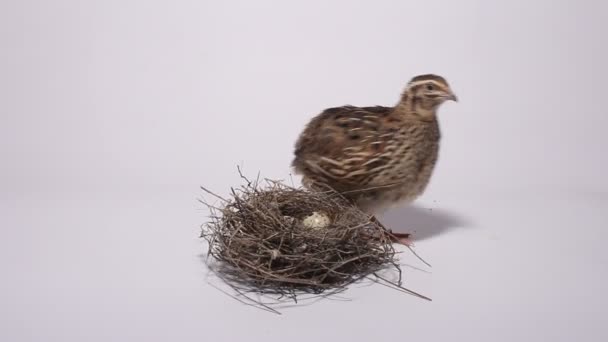 Quail in de buurt van het nest met eieren op een witte achtergrond — Stockvideo