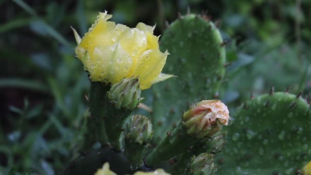 Regndroppar faller på blommor av opuntia — Stockvideo