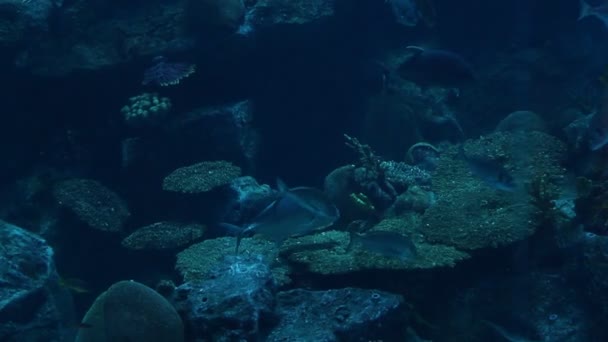 Onderwaterwereld — Stockvideo