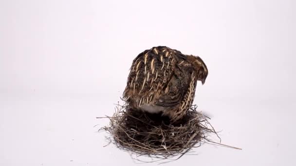 Quail on a nest with eggs on a white background — Stock Video