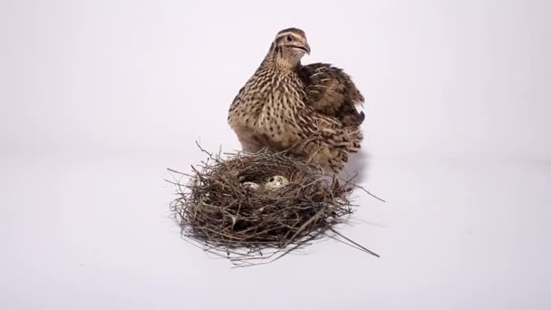 Quail in de buurt van het nest met eieren op een witte achtergrond — Stockvideo