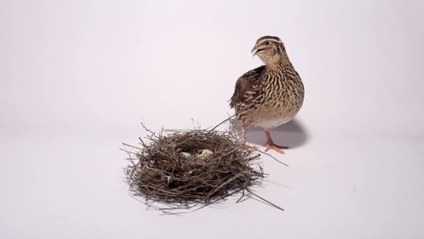 Křepelka v blízkosti hnízda s vejci na bílém pozadí — Stock video