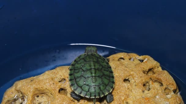 Die Rotohr-Schildkröte — Stockvideo