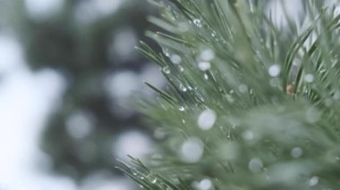 Üzerinde su damlaları olan kozalaklı bir ağacın dikenleri. Yakın plan..