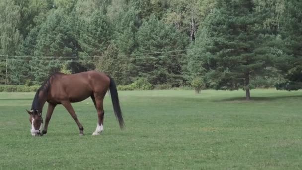 Rutten Häst Betar Grön Äng — Stockvideo