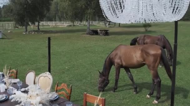 Rotten Horse Grazing Green Meadow — Stock Video