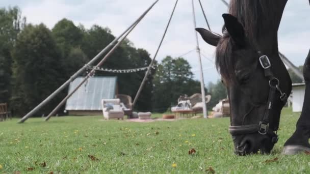 Rotten Horse Grazing Green Meadow — Stock Video