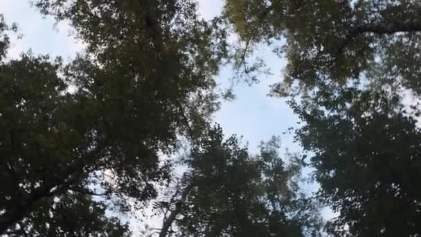 Κορυφές Των Δέντρων Πέφτουν Από Τον Πυθμένα Στο Φόντο Του — Αρχείο Βίντεο