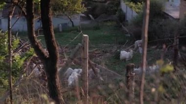 Keçi Koyu 'nun İçindeki Kalabalık. Keçi Katlaması, hayvan tutmak için bir kapıdır.