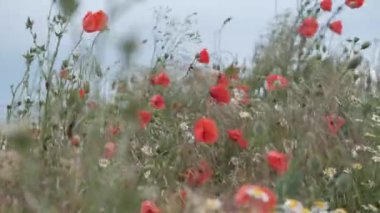 Kırmızı haşhaş tarlası. Kırmızı gelincikler. Vahşi doğada gelincikler. Vahşi kırmızı haşhaş tarlası