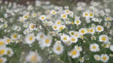 Beyaz papatya çiçekleri gün batımı ışıklarında çayırda. Beyaz papatyalar tarlasında