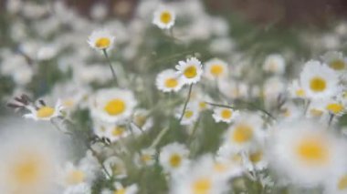 Beyaz papatya çiçekleri gün batımı ışıklarında çayırda. Beyaz papatyalar tarlasında