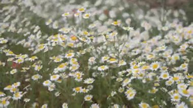 Beyaz papatya çiçekleri gün batımı ışıklarında çayırda. Beyaz papatyalar tarlasında
