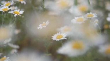 Beyaz papatya çiçekleri gün batımı ışıklarında çayırda. Beyaz papatyalar tarlasında