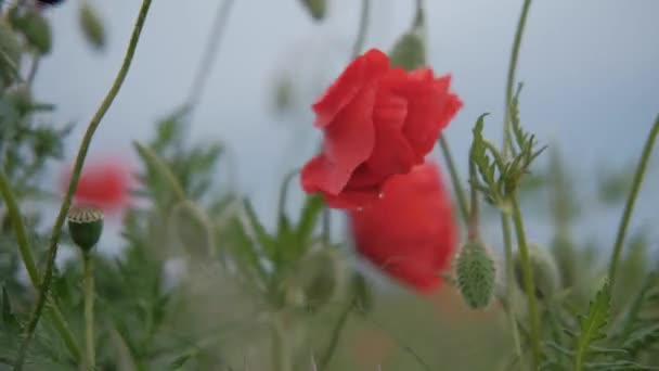 Pole Czerwonych Maków Czerwone Maki Maki Dziczy Pole Dzikiego Czerwonego — Wideo stockowe