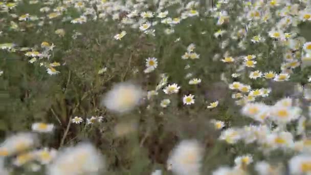 Белый Цветок Ромашки Полевой Луг Закате Огней Поле Белых Маргариток — стоковое видео