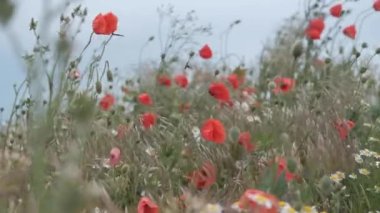 Kırmızı haşhaş tarlası. Kırmızı gelincikler. Vahşi doğada gelincikler. Vahşi kırmızı haşhaş tarlası
