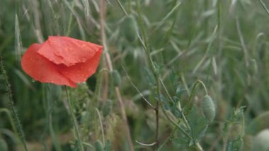 Kırmızı haşhaş tarlası. Kırmızı gelincikler. Vahşi doğada gelincikler. Vahşi kırmızı haşhaş tarlası