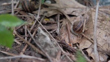 Bir salyangoz çimlerin üzerinde sürünüyor. Çimlerde salyangoz. Helix Aspersa salyangozu içeri