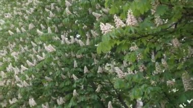 Güneşli bir günde çiçek açan kestaneler